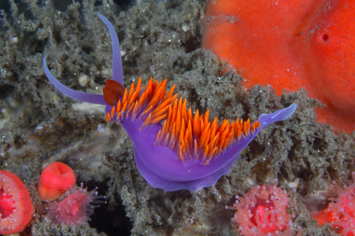 A Spanish shawl sea slug on a rocky surface, surrounded by red-orange anemones. The sea slug has a bold purple body with bright orange flame-like cerata lining its back.