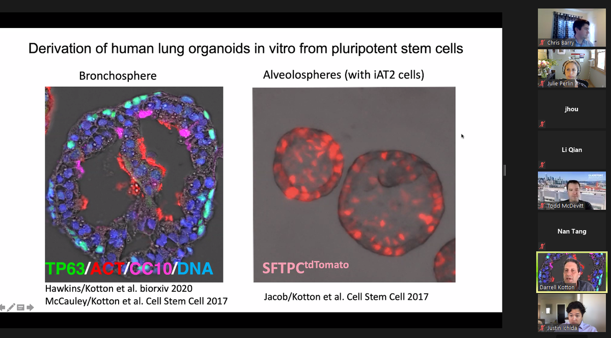 ISSCR's tweet photo. Another exciting meeting in the #ISSCR #COVID19 and #stemcells series! This week was all about the lung. Thank you @ToddMcDevitt, Li Qian, Nan Tang, Justin Ichida, and @Kottond! Visit https://t.co/4OnGPKzPcu for meeting series info and how to join. https://t.co/yxfiQD4uUL