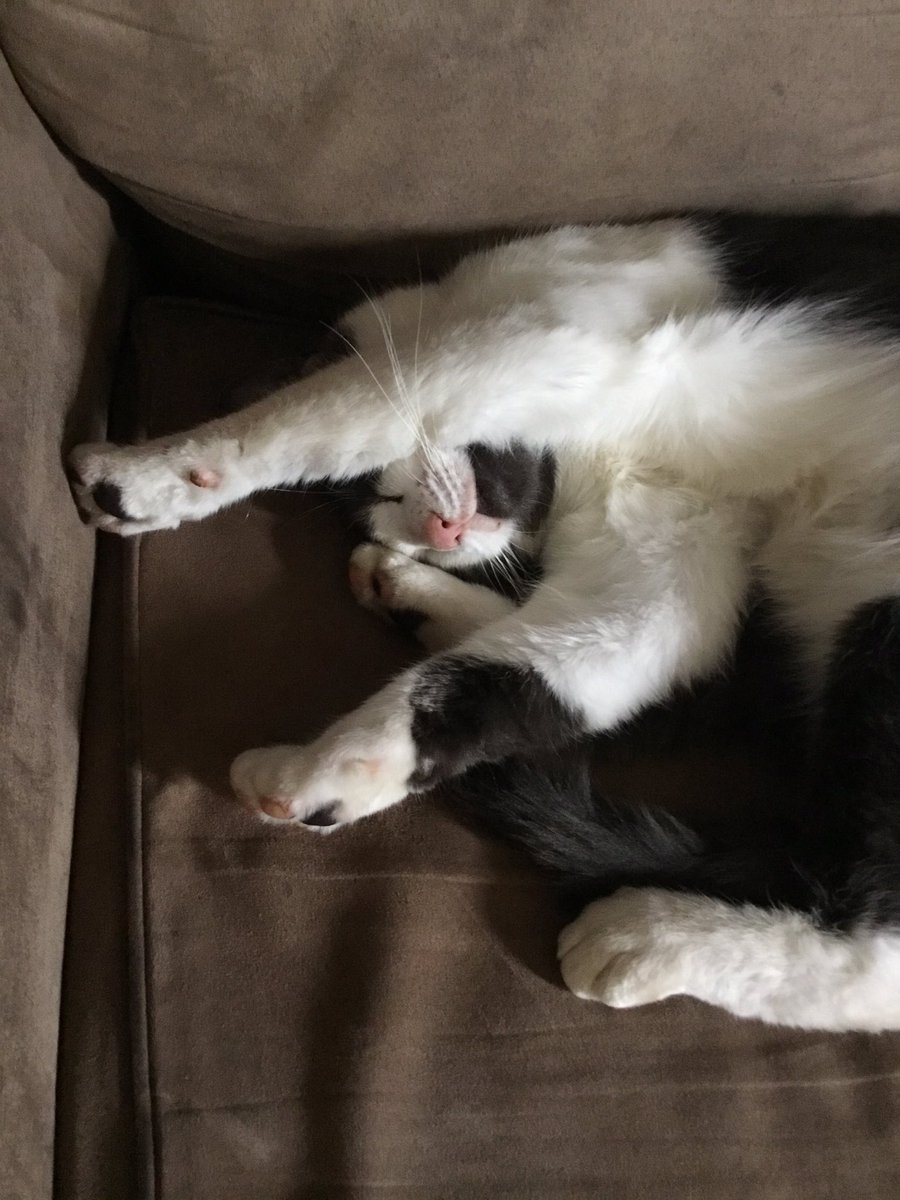 radmaggie's tweet photo. @ellle_em #MyCatInOnePhoto https://t.co/yXRMoE546k