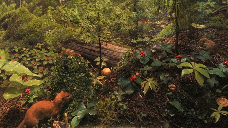 An ermine and vole on the forest floor. The ermine is on the bottom left of the frame and the vole is across from it on the right of the frame. Heavy green vegetation surrounds them. A mountain and body of water are in the background.