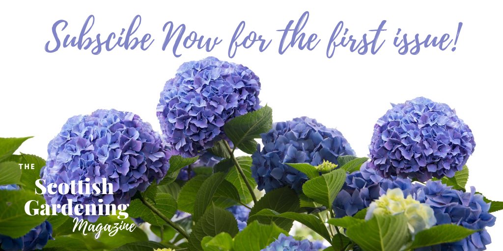 You can subscribe to receive bi-monthly issues of The FREE Scottish Gardening Magazine, straight to your Inbox!
First Issue is out in August with Issues 2 and 3 following in October and December.
Click the BIO link to subscribe! We cannot wait to show you what’s inside Issue 1!