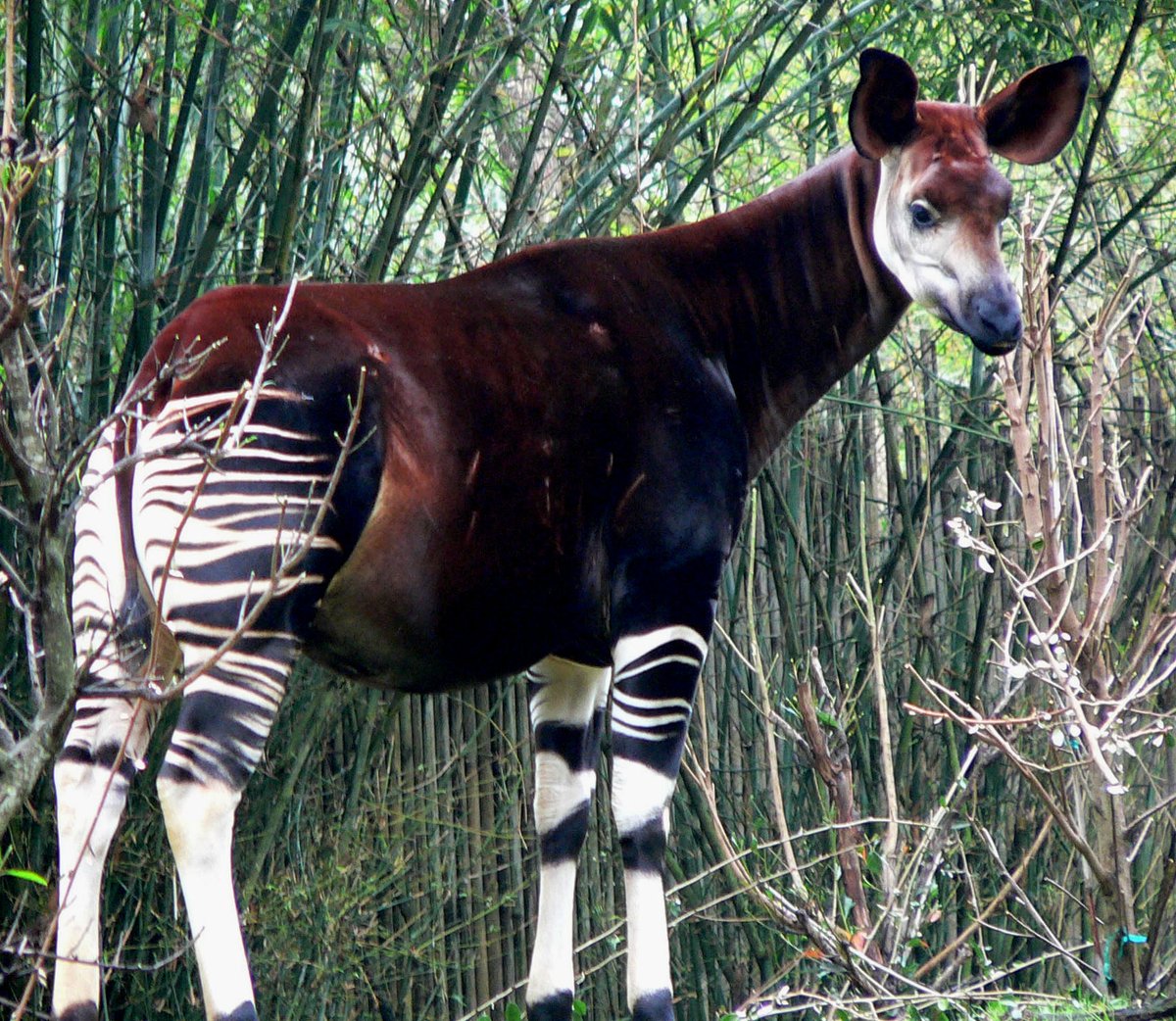 An okapi is surrounded by tall green shoots. The animal is facing the right of the frame and has its head looking slightly toward the viewer. It has auburn fur on its body, and zebra-like black and white stripes on its limbs.