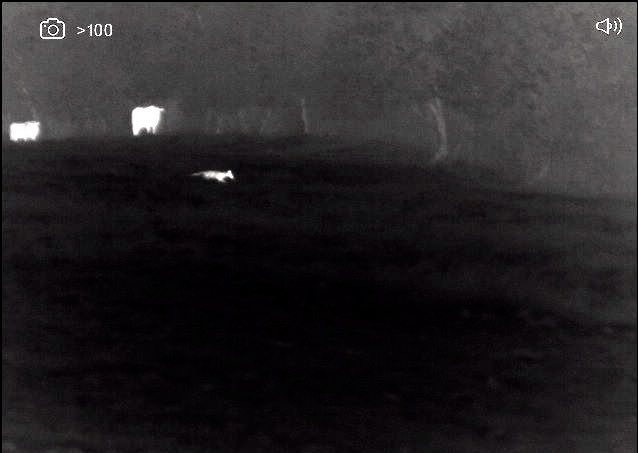Looking through some thermal images from bat surveys - that bull knew that fox was there without a thermal scope! This was from about 350 metres.