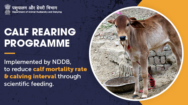 Dept Of Animal Husbandry Dairying Min Of Fah D On Twitter Calf Rearing Programme An Initiative By Goi Undertaken By Nddb Coop Has Been Implemented In 6 Milkunions Of Gujarat Punjab And Karnataka