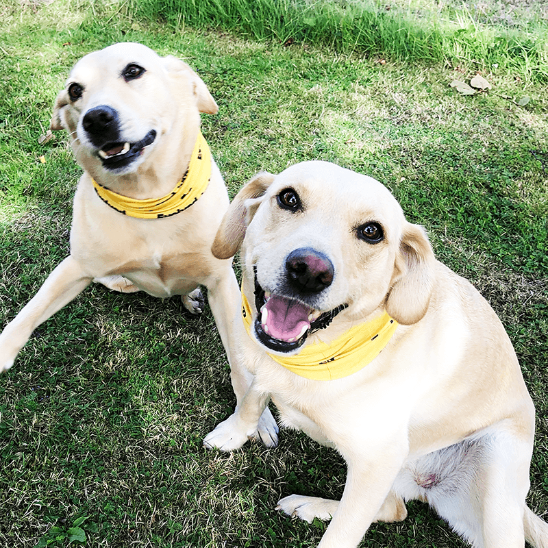 madebyevolved's tweet photo. It must be #Friday... 😎 Even the office pups are loving the sun today in their Tuub's.

#Fridayfeeling #Print #heatwaveuk #staysafe #facecoverings 

If you fancy some of your own branded multi use face coverings that are #awesome, check out our https://t.co/aoIzRc0S1S https://t.co/fpPwbwqz72