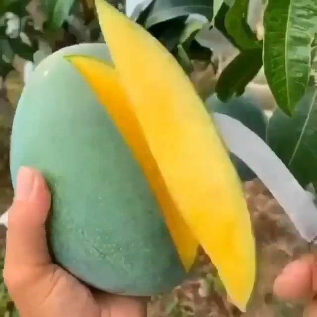 EngineeVegan's tweet photo. Do you know the fruit?🥭🤩 🧡 💚⠀
⠀
Let us know with a comment below, and have a nice weekend ♥️👇🏼
.
https://t.co/6JiAtBN7N4 https://t.co/Z41aPyq1f8