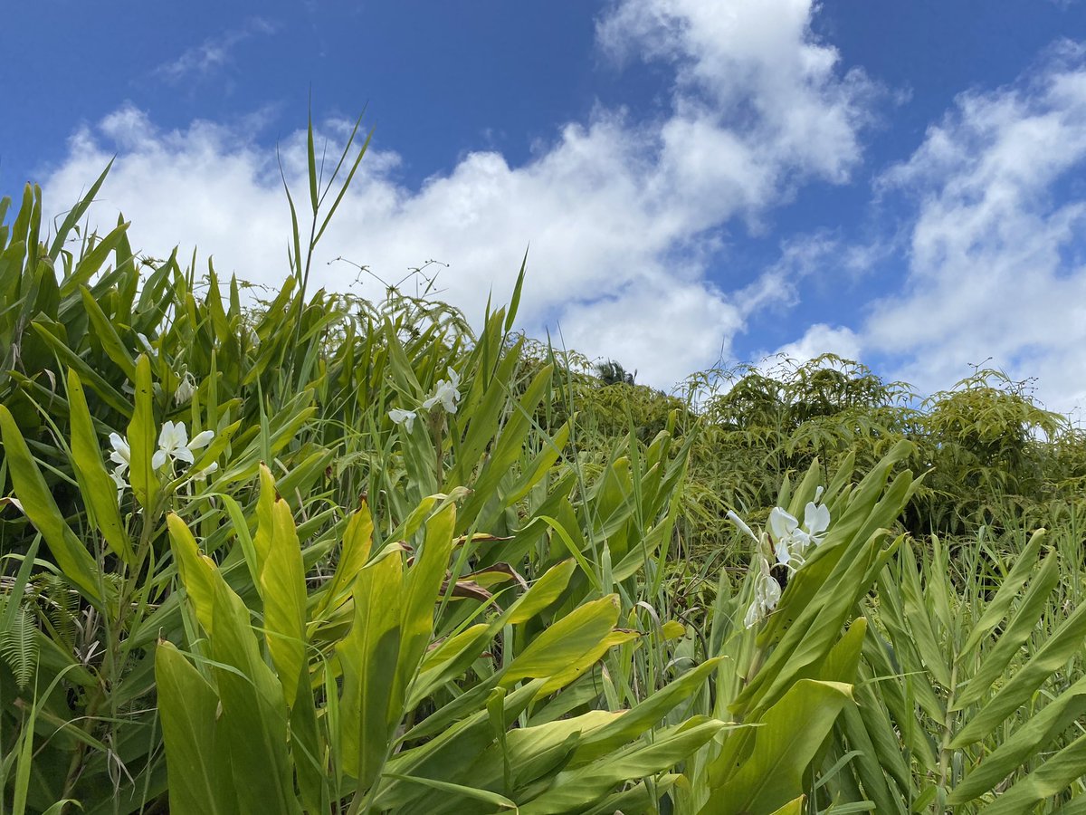 Morning walk! #whiteginger #bigisland #farm
