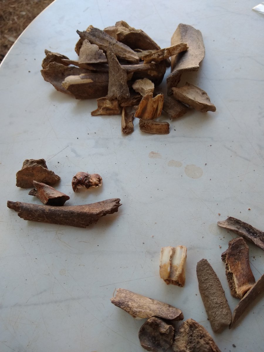 Another idea is that the large number of arrowheads might show that this site was used as a base for huntingAs the project zooarchaeologist, one of my main jobs is to see how the animal bones might answer this question/14