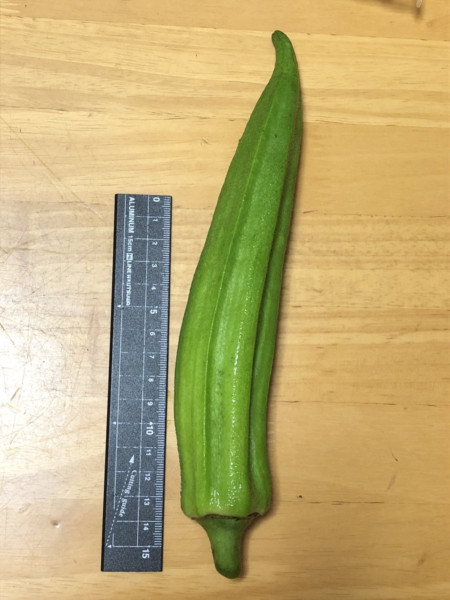 もふぅ 花粉つらたにえん 課題研究で育てたオクラ 普通に育てたはずなのにテスト期間で放置してたら大きくなったぜ もふぅ 花粉つらたにえん 課題研究で育てたオクラ 普通に育てたはずなのにテスト期間で放置してたら大きくなったぜ