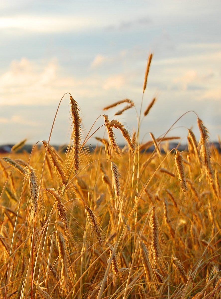 Hodmedods's tweet photo. Today is your last chance to #TryRye for #free - add a free pack of our excellent Organic Rye Flakes, grown by @CallumAgric on the @WimpoleEstateNT, to any order placed on our website before midnight today, 31st July. 
👉https://t.co/fkI8IdKRCv 
#organic #ryeflakes #giveaway https://t.co/vZ6Ikp9KXa