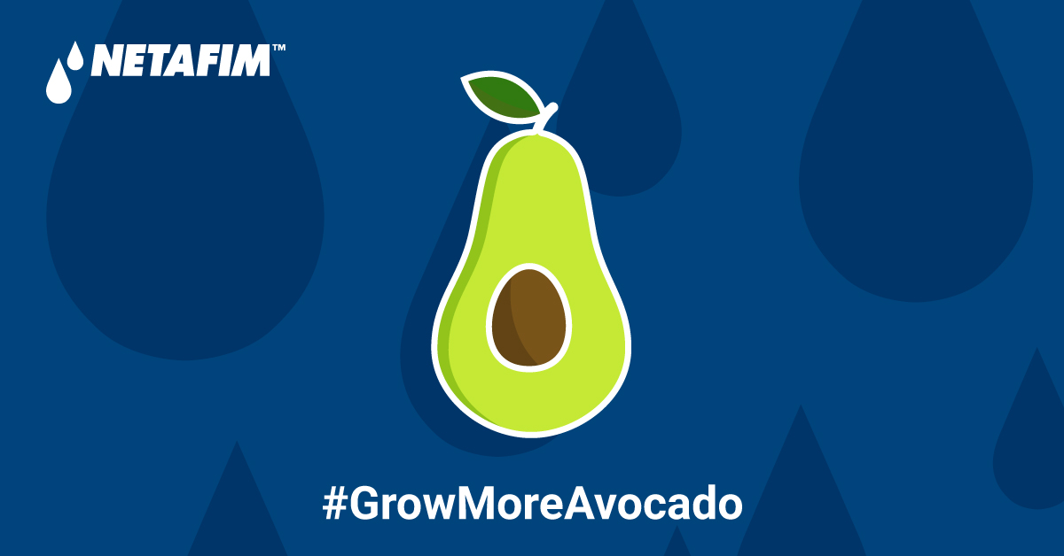 Celebriamo il #NationalAvocadoDay: grazie all'irrigazione a goccia puoi ottenere maggiori rese, con meno acqua. Scopri le nostre soluzioni: bit.ly/Arboree
#agricoltura #agriculture #avocado #irrigazione #aziendaagricola