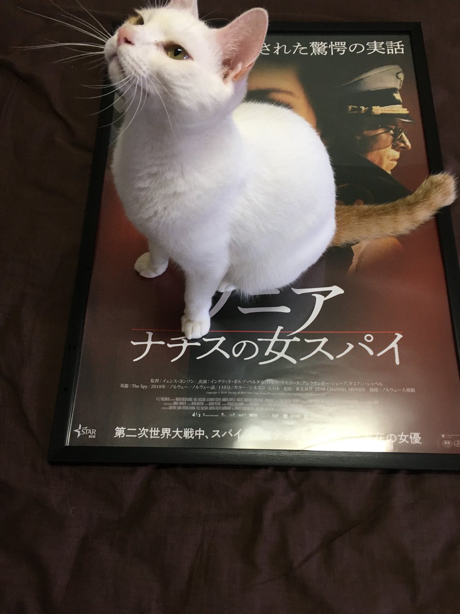 ソニア ヴィーゲット Twitter Search Twitter