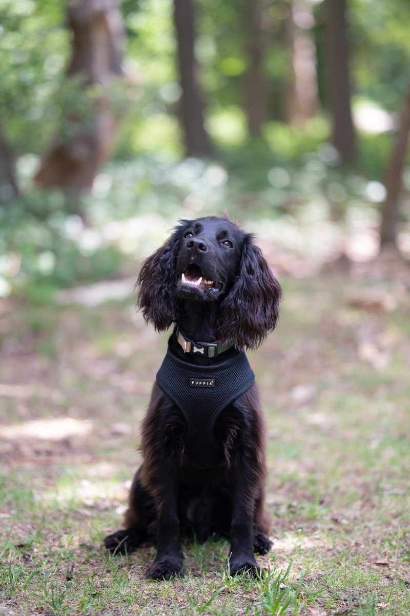 poshpupskew's tweet photo. This posh pup is looking forward to the weekend #poshpups #cockerspaniel #workingcocker #poshpups #kew #richmond https://t.co/h0LykyNGux