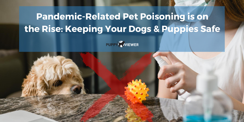 PuppyViewer's tweet photo. People have been diligent about cleaning and disinfecting during #COVID19. While cleanliness is essential to limit viral spread, unintentional pet poisonings due to harmful chemicals are on the rise. https://t.co/wnycpkrMm0 https://t.co/XFvBGpf8gZ