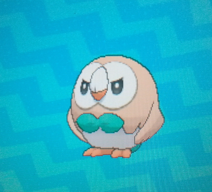 look at this proud rowlet
