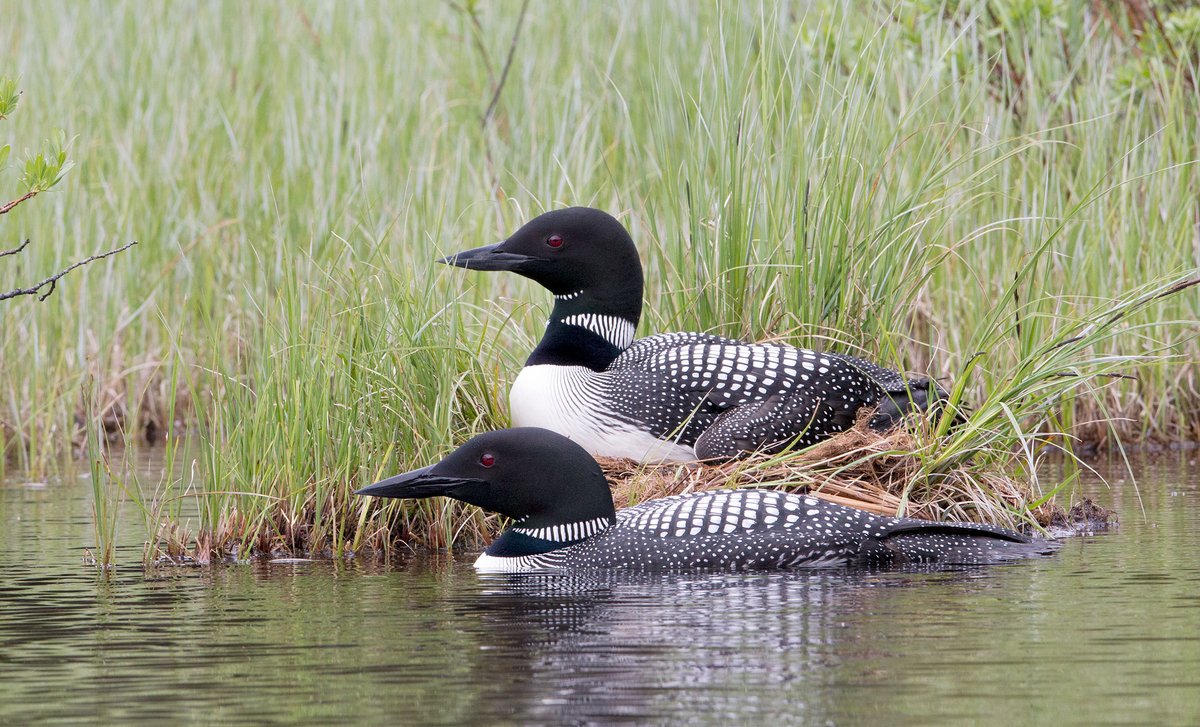 It’d be a reel bummer if you didn’t know how to keep your day on the lake from endangering our state bird. Learn more about Get The Lead Out at bit.ly/2PbtJWL #GTLO #loons #fishing 📸: Roberta Olenick