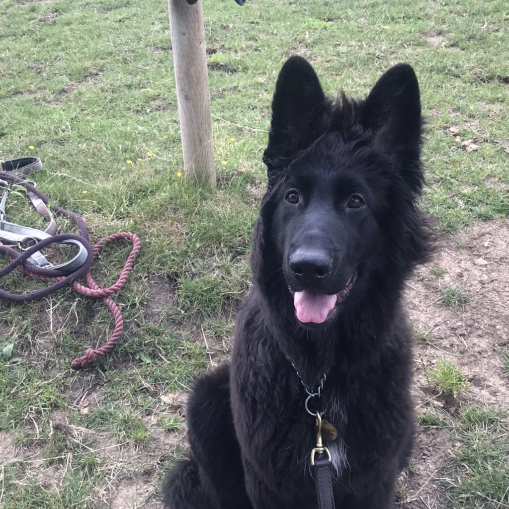 #GermanShepherd #blackgsd #puppylove #dogsoftwitter