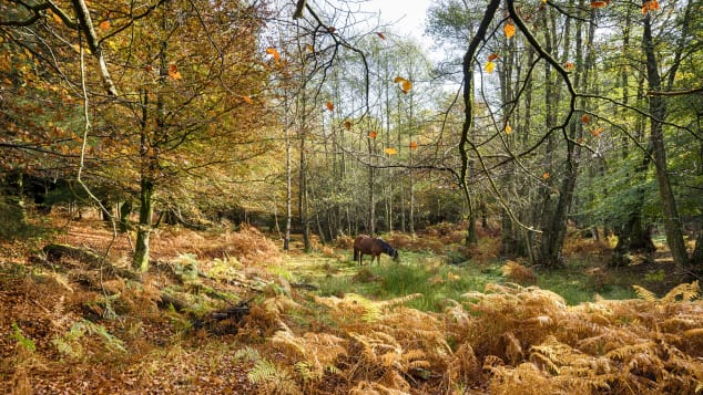 Grace_CPL's tweet photo. For a country once covered in trees, England's woodlands are today relatively limited. The New Forest is perhaps the country's best, believed to hold the largest concentration of ancient trees in Western Europe, with around 1,000 across the National Park.. https://t.co/TxcUXrJFOn