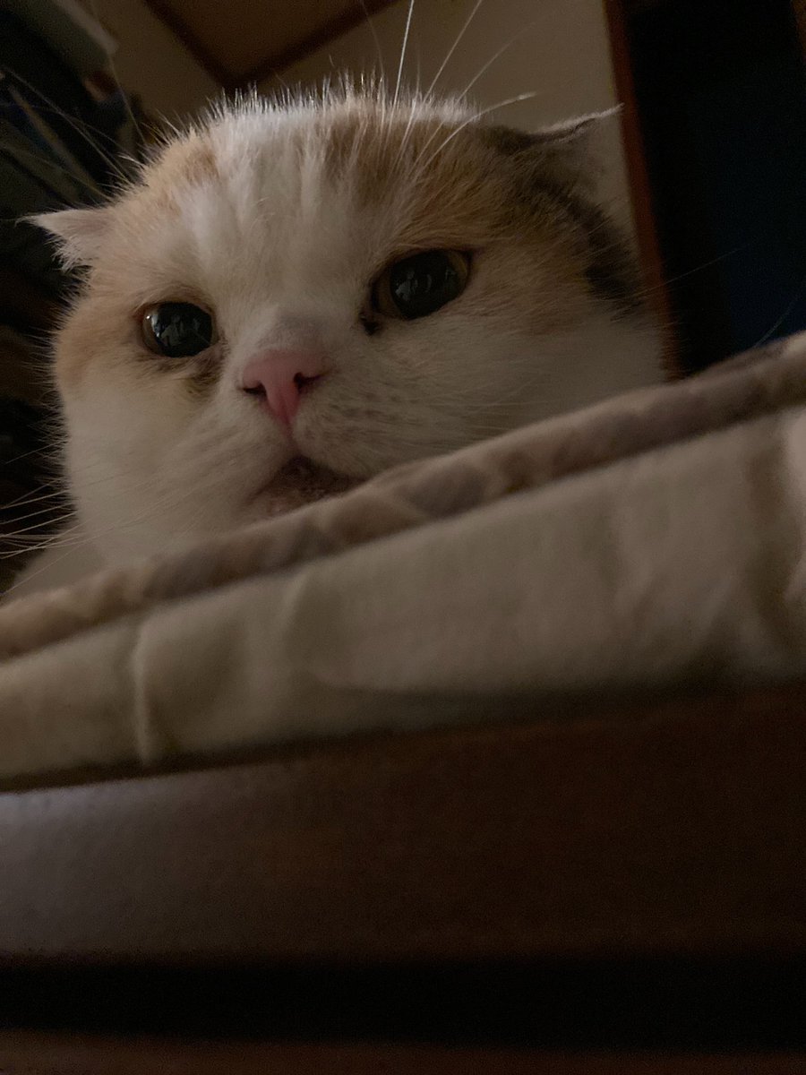 12toJam's tweet photo. 暗がりの猫
#猫好きさんと繋がりたい 
#スコティッシュフォールド https://t.co/6S0znsh5Zn