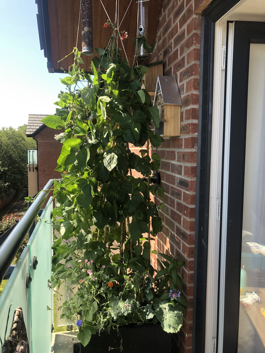 HayleyNature's tweet photo. Me balcony beans have gone a bit mental lads!! &amp; something is dining on my pollinator flowers. It’s all good, bees and hoverflys stopping by daily #balconygarden #wildlife #foodforme #foodfornature #homegrown 🥰😁 https://t.co/tWkPM3DYtH