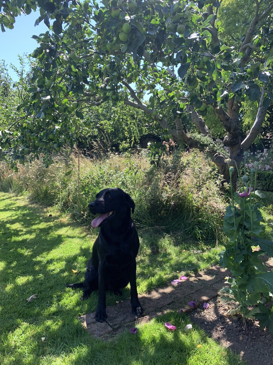 Isla was very happy with her walk around the garden earlier today 🐶🌸