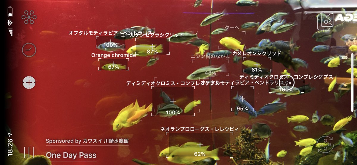 8straycat8's tweet photo. カワスイは爬虫類などもいてなかなか面白かったです！
基本生き物の説明はQRコードを読まないと見れないのですが、AIを使った生き物判別アプリのLINNÉ LENSとコラボして館内なら無料で使い放題なので、このアプリがあると200%楽しめます！
#カワスイ https://t.co/zZjJWv2OE7