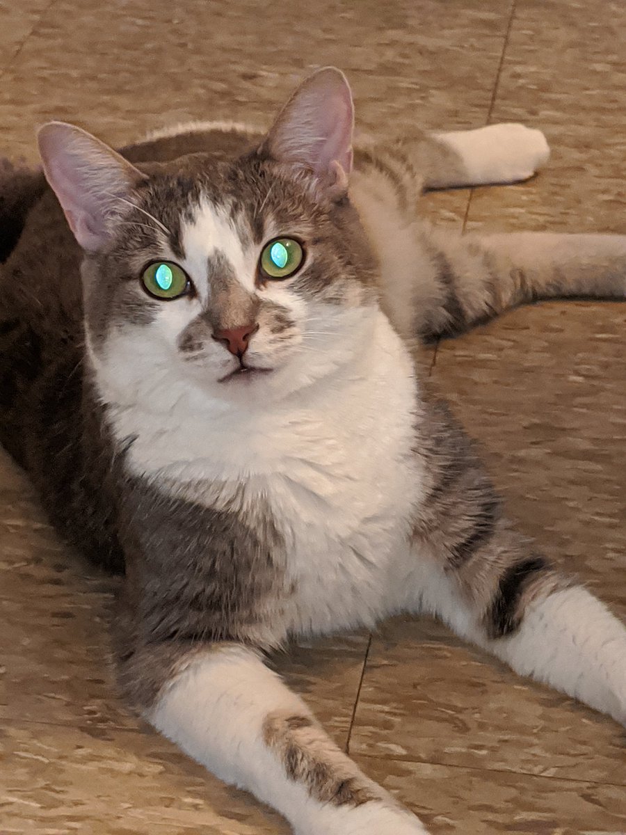 Sleeping with her toy #cat #cats #catsagram #catstagram #instagood #kitten #kitty #kittens #pet #pets #animal #animals #petstagram #petsagram #photooftheday #catsofinstagram #ilovemycat #instagramcats #nature #catoftheday #lovecats #furry #sleeping #lovekittens #adorable #Canada