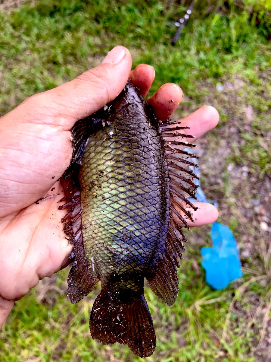 dsuperboy's tweet photo. Di tempatmu ini namanya ikan apa? https://t.co/4jQNyFSeIZ
