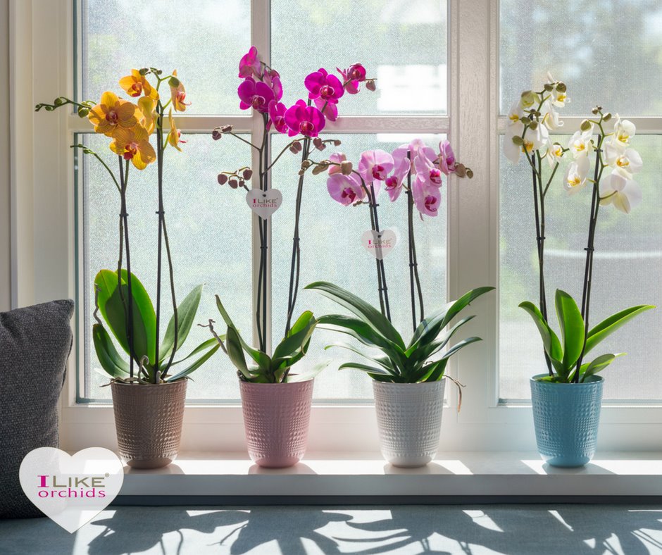 Levoplant tweet media