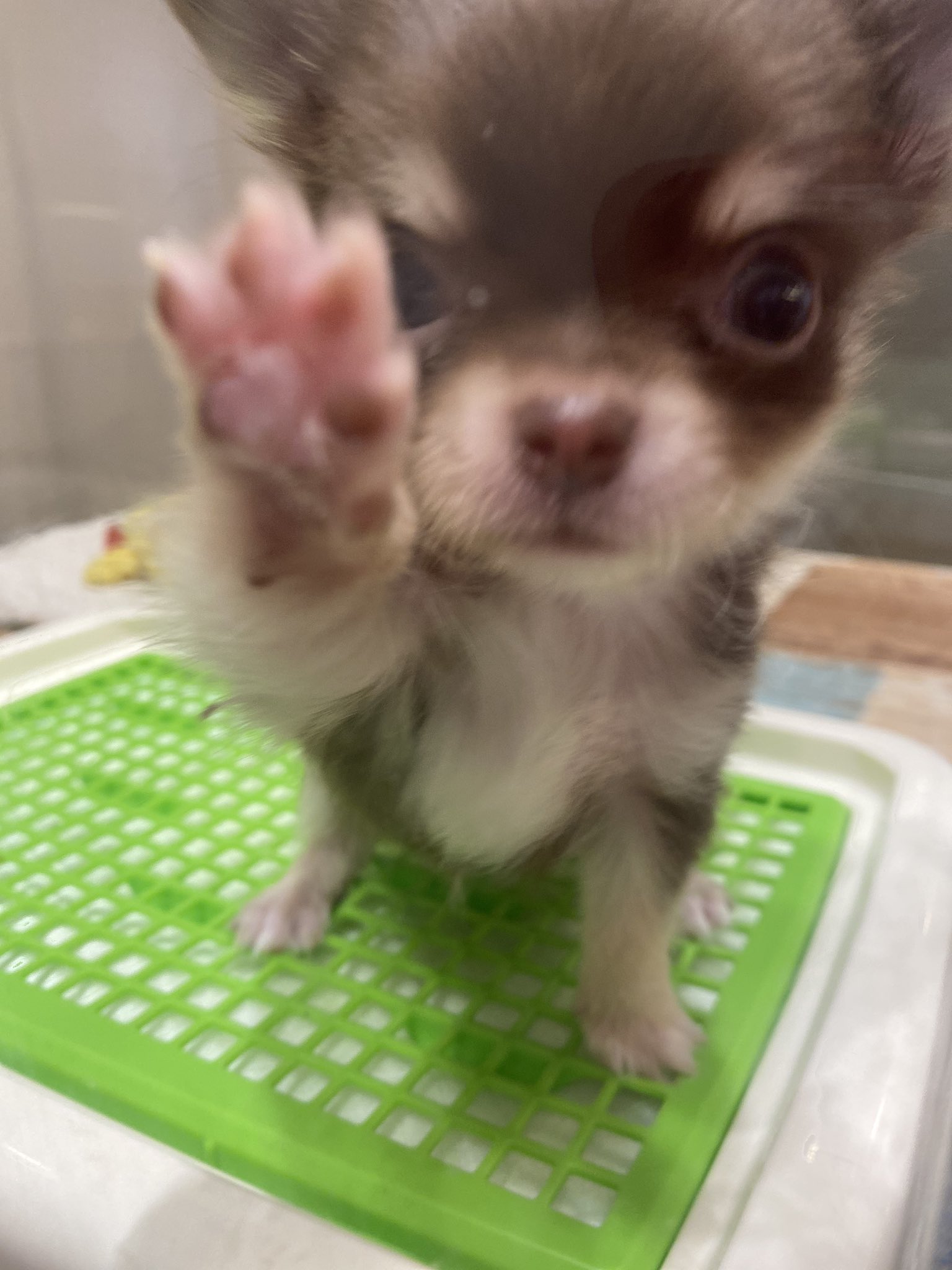 ココパル チョコタンチワワ チワワ 南青山 ペットショップ ペットホテル ロングコートチワワ 港区 チョコタン 西麻布 広尾 チョコタン 子犬販売 子犬 仔犬 訪問販売 売れっ子ちゃん 外見と心は清楚なのか T Co Zs5fgxsbwi Twitter