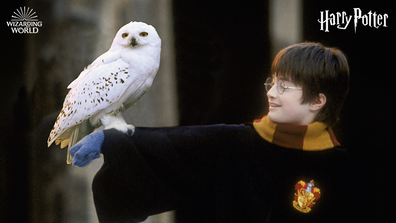 harrypotter's tweet photo. Here's to the boy who sparked the magic. #HappyBirthdayHarryPotter https://t.co/8lCklc8RJu