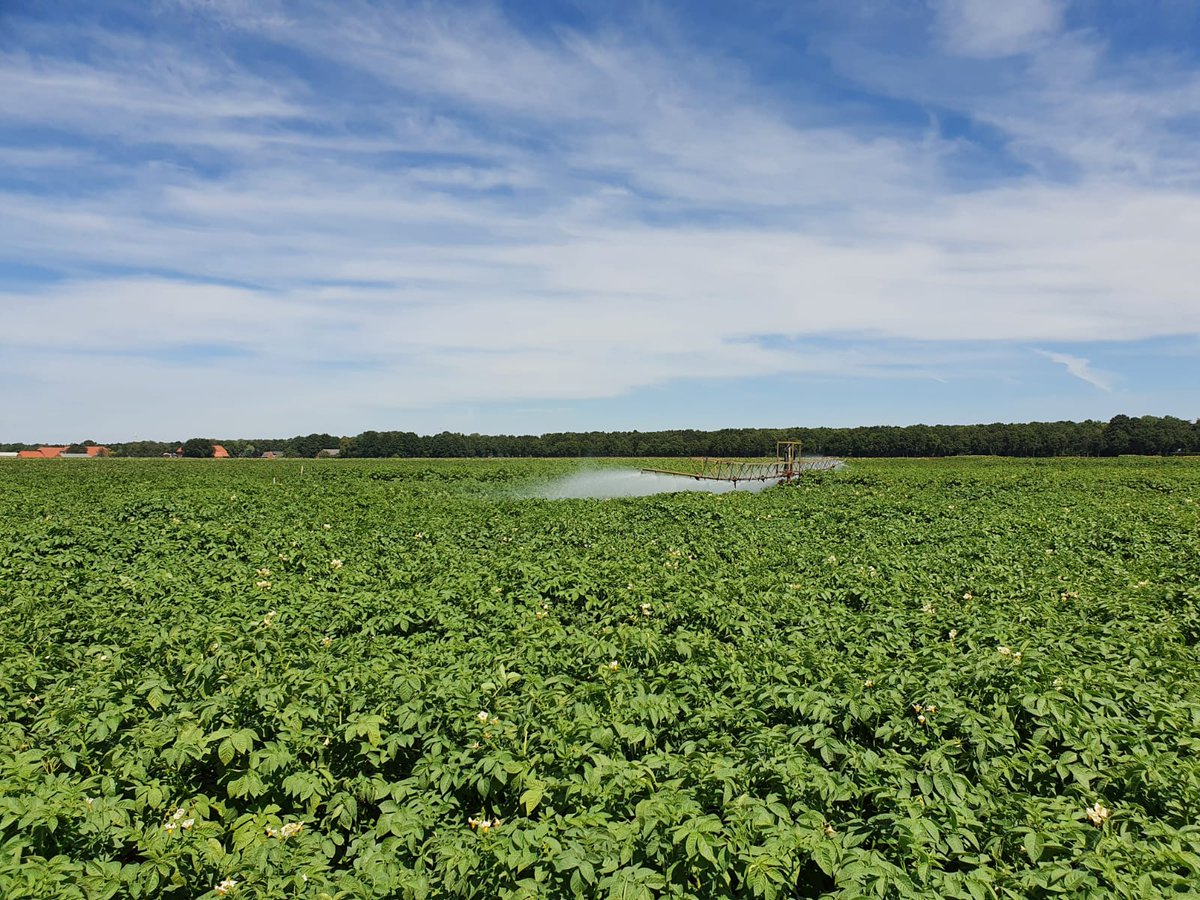 WUR_Valthermond's tweet image. #beregening #proef #zetmeelaardappelen #opbrengst ☀️🌡