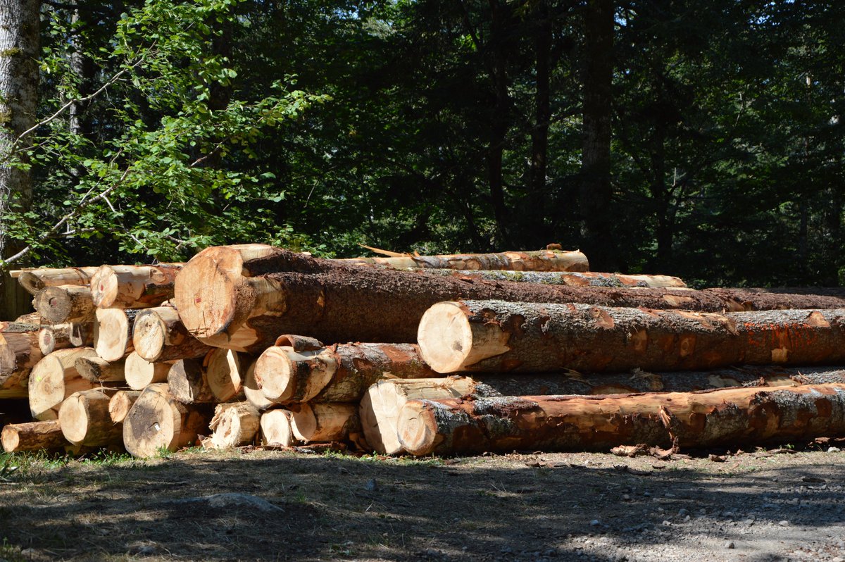 🌲Etape forêt > L’équipe de production en plein travail aujourd’hui en Chartreuse pour réaliser quelques prises de vues pour le court film Bois des Alpes™ qui sera diffusé à l’automne. Merci à M. Roux-Fouillet <a href="/ONF_Officiel/">Office national des forêts</a> de nous avoir accompagnés dans ce projet.