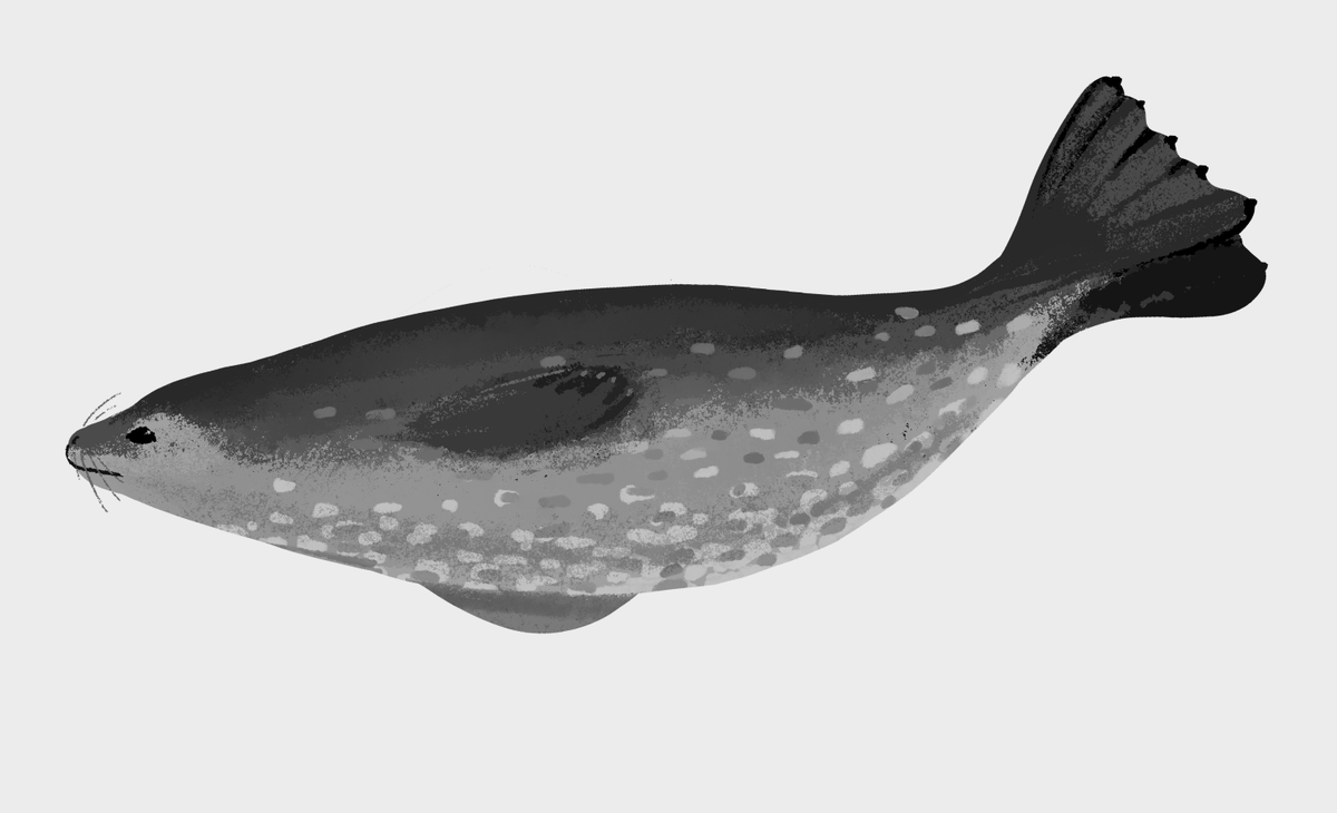 ザラ ウェッデルアザラシ きのしたちひろのイラスト