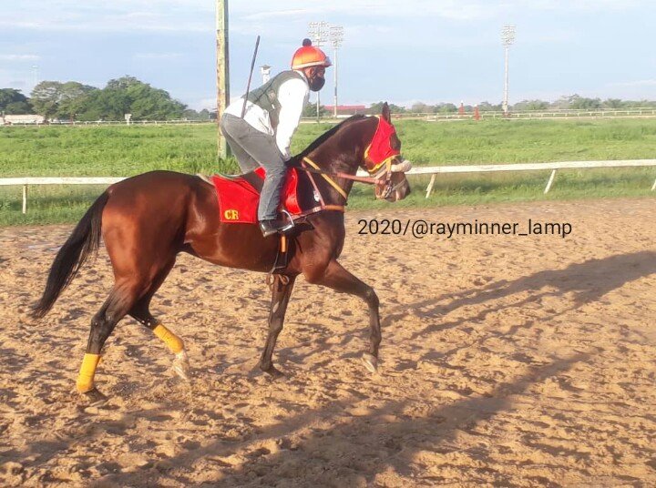 rayminner_lamp's tweet photo. Animales Buscando La Mejor Condicion Fisico Atletica #VIER #31JUL #BRISEOS En Nuestro #TEMPLO @OficialHinava🏆
📷 @rayminner_lamp
Let's Go✌️ https://t.co/JlqH8HiIRQ