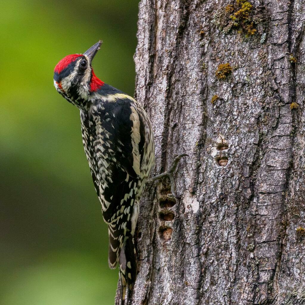 BirdsofVermont's tweet photo. A male Yellow-bellied Sapsucker checking out its sap wells. This species of woodpecker drills a series of neat little holes to drink the sap (and eat the insects that want to drink the sap too).
📷 by Mark Paul.  #vtbirds #yellowbelliedsapsucker #wood… https://t.co/ZxfgWX5T4v https://t.co/7uriiiw2yh