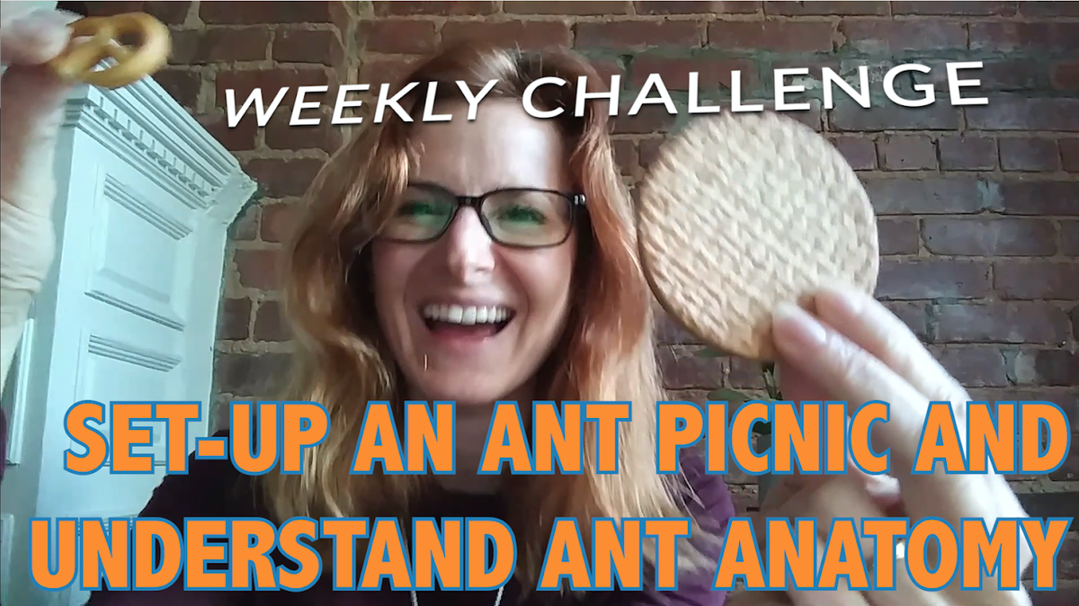 ASCINA_NYC's tweet photo. Check out these fun @biobus #SummerScience Challenges - from investigating insects to doing other urban explorations! 🧪🐜🏙️🧬🔬

#ExploreAtHome #RemoteLearning @CMarizzi 

https://t.co/S3DHJ2ldgQ https://t.co/7RiCZfoyns