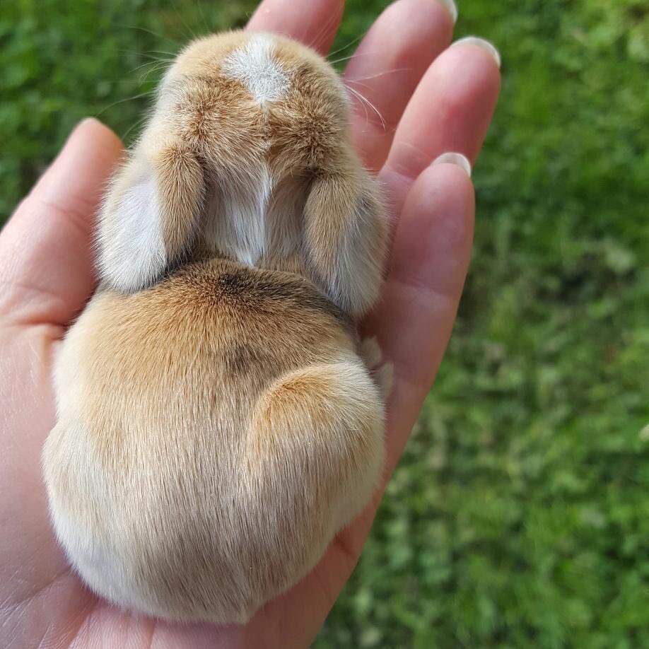 ふじむらたいき ノッティンガム大学の かわいいうさぎはなぜかわいい のか 調査をしたところ ふわふわに見える 柔らかく見える イメージ通りのうさぎ はかわいいと感じるそうです そんな事より手乗りうさぎが可愛い過ぎる T Co