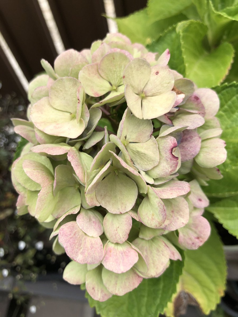 紫陽花西安 紫陽花西安