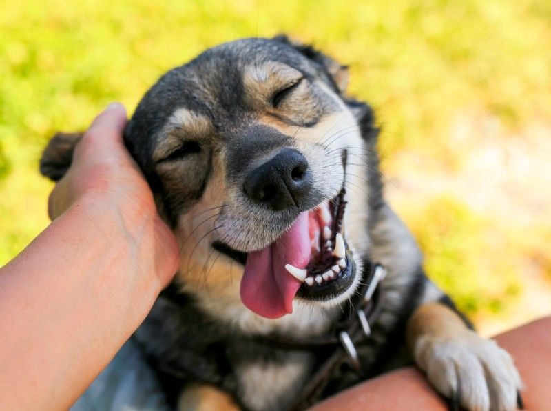 AmberRGirard's tweet photo. Happy Mutt's Day! I hope you get extra puppy cuddles today! #FunBizarreHolidays https://t.co/xppRIEcZVp