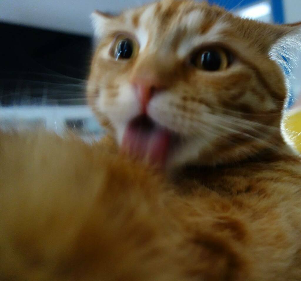 guriustaf's tweet photo. #guriustaf #gustaf #pimperpita #lopita #kringelkater #britishshorthair #cat #tomcat #cute #cutecat #sweet #catlovers #fatcatsofinstagram #catsofinstagram #tomcattofficial #catlover #catloversclub #cats_of_day #catinator #cats_of_instagram #cats_of_world #catlife #animals #an… https://t.co/boNEsDBzHt