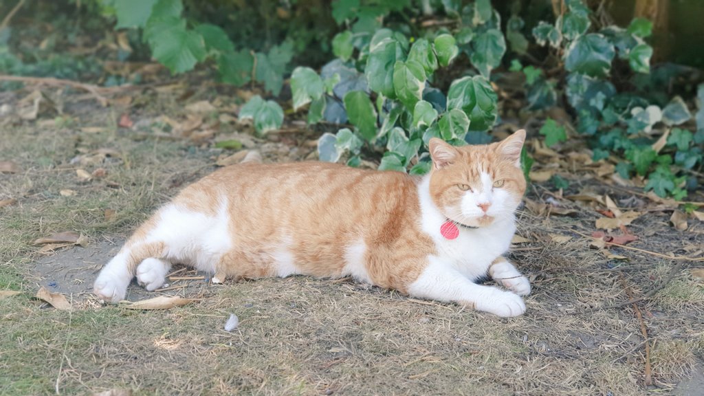 CharlieChessCat's tweet image. 🎵 Feeling hot, hot, hot! 🎵 #heatwaveuk #gingerproblems