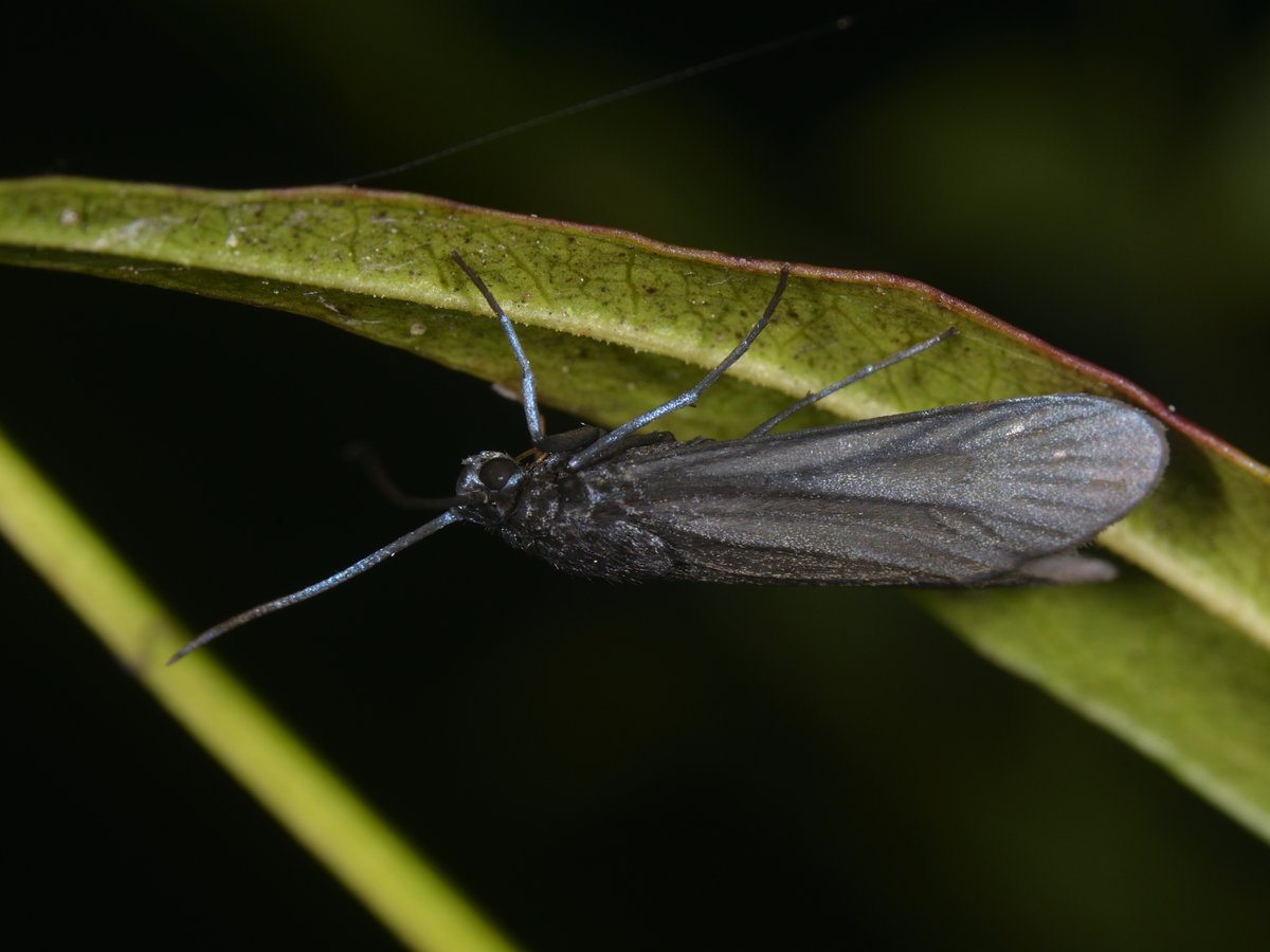 sabikikori5's tweet photo. #タケノホソクロバ。
まだ小さな幼虫が多いのだが、成虫もいた。
#Artona martini #Zygaenidae #Lepidoptera https://t.co/O73shcFEju