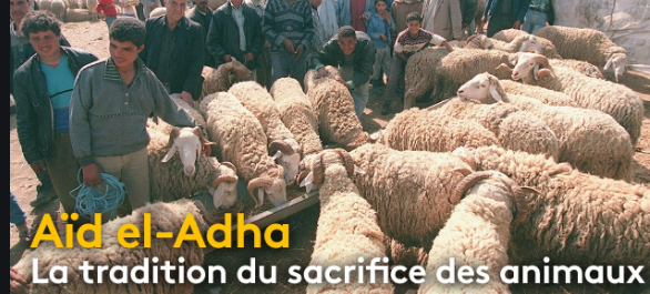 AnneFarmer65's tweet photo. 🤔   PERDUS  DE  VUE   -   AVIS  DE  RECHERCHE  

Où sont passés les végans qui se montrent si agressifs et propagandistes contre les boucheries traditionnelles ??? https://t.co/I1uF6xHIyo