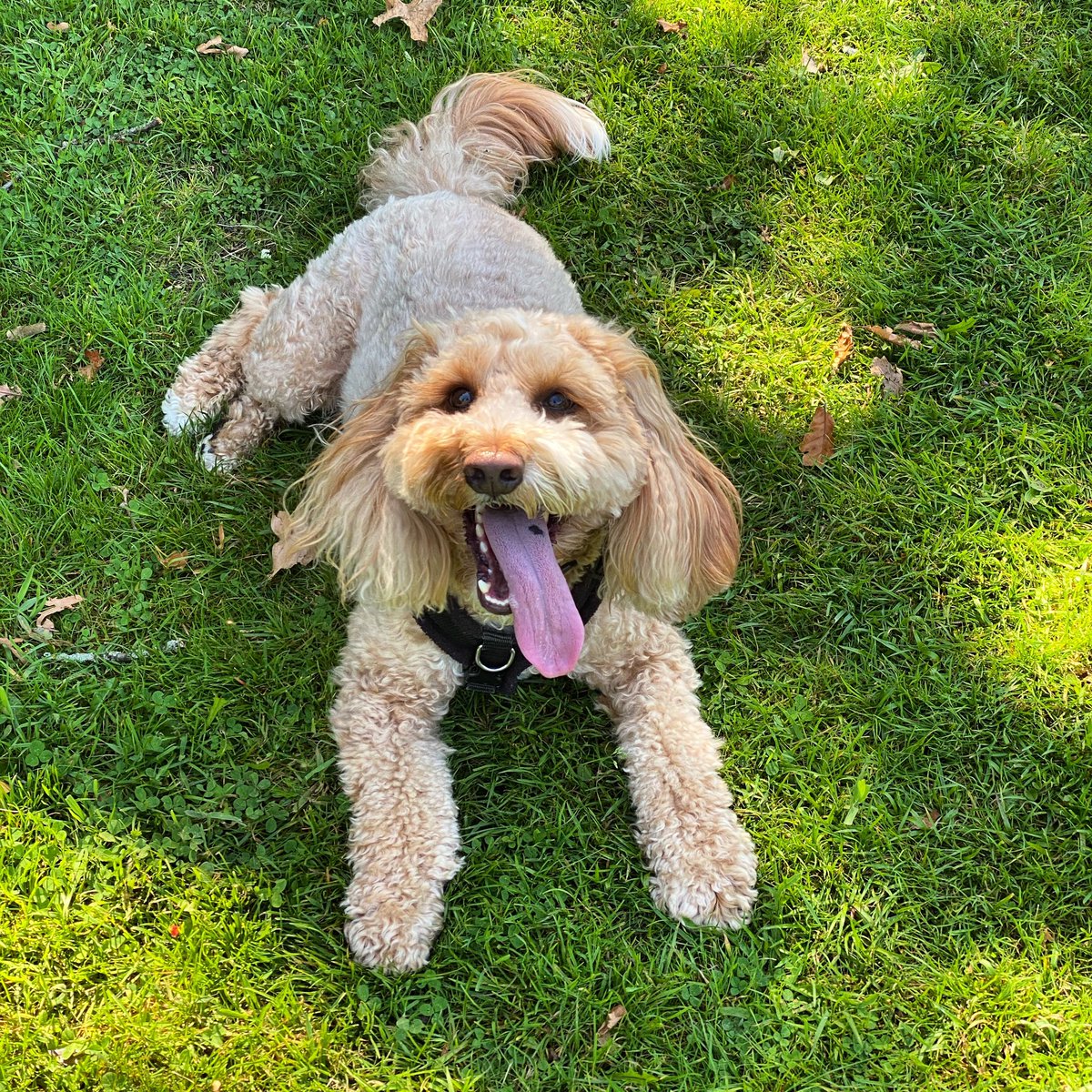 EwenGMiller's tweet photo. Hot dog and wild flowers. Donโt thank me, happy Friday peeps!
#hotdog #jumpingfrog #prefabsprout #wildflowers #dogsoftwitter #cockapoo https://t.co/AZxjlL0aZC