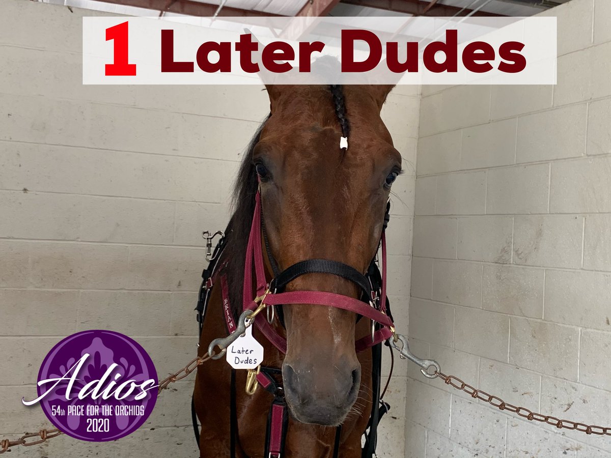 TheMSOA's tweet photo. Later Dudes 
Trainer - Brian Brown 
Driver - David Miller 
Owners - Country Club Acres, Joe Sbrocco, Acadia Farms

#Adios20 https://t.co/flG5tKkyzn