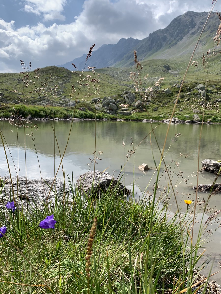 #Graubünden Ein See, Blumen, Alpweiden und viel Geröll im Aufstieg zum Sentisch Horn am Flüelapass.
