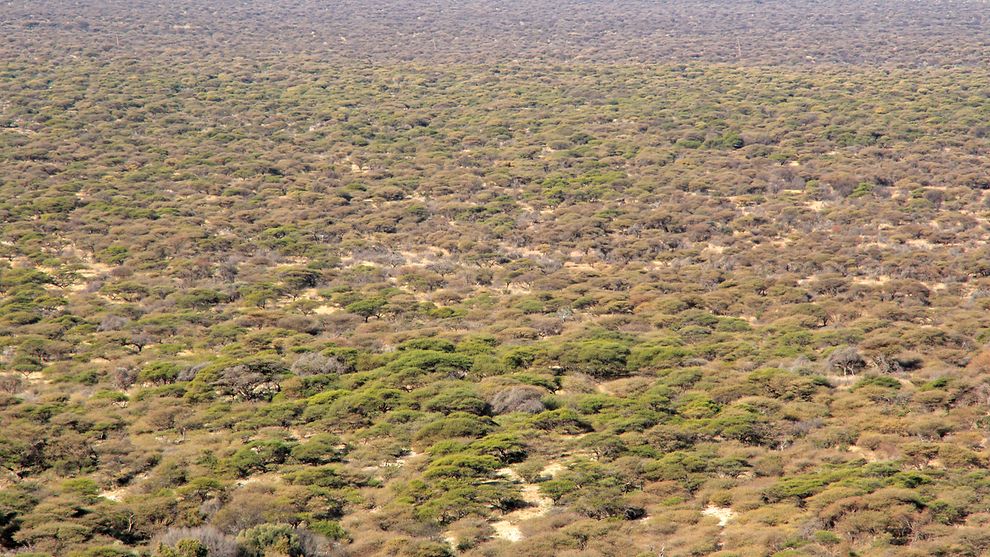 fhh_umwelt's tweet photo. #Biomasse-Partnerschaft #Hamburg-#Namibia: In Namibia ist die „Verbuschung“ der Savanne ein großes ökologisches Problem. @fhh_umwelt, Wärme Hamburg und die Wissenschaft prüfen derzeit Optionen für effiziente Nutzung und Verwertung der Biomasse in Hamburg.
https://t.co/EW3Dn55KYu https://t.co/Q93eoZrc2o