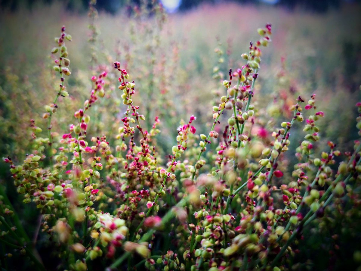 <a href="/CupOfParks/">World Cup of South London Parks</a> Vote #Streatham Common. Showing the beauty of the Local Nature Reserve [LNR] area that covers part of the upper common. Not bad given how much footfall there is in our urban area. #powerplants!