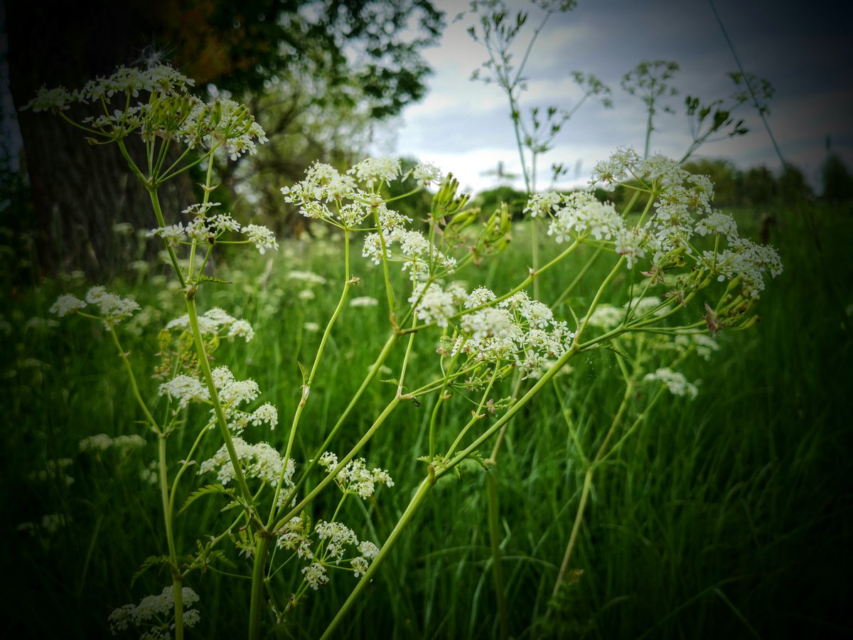 Rookery100's tweet photo. @CupOfParks Vote #Streatham Common. Showing the beauty of the Local Nature Reserve [LNR] area that covers part of the upper common. Not bad given how much footfall there is in our urban area. #powerplants! https://t.co/U28K8ndvAF